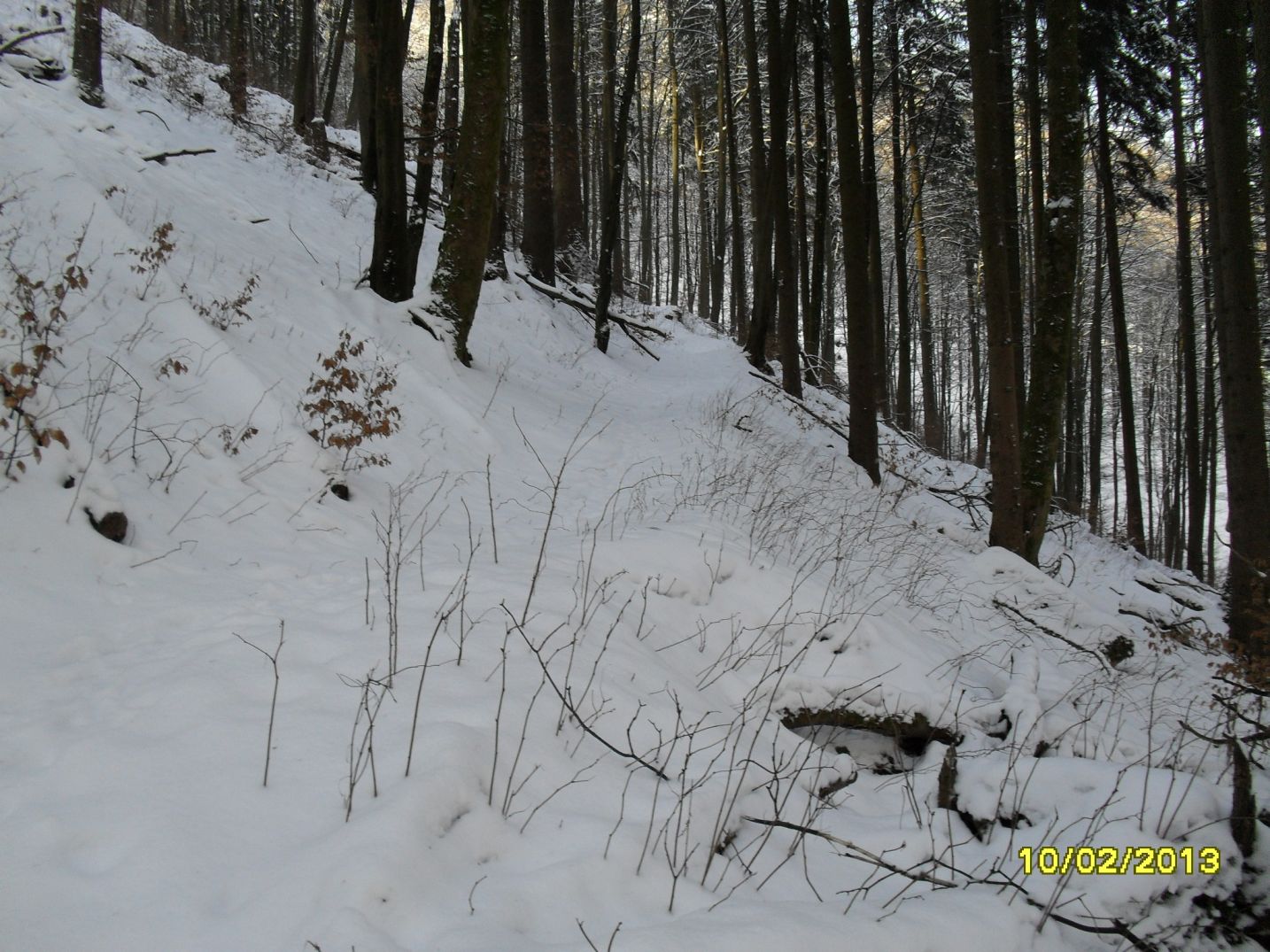 Waldweg m�andert aufw�rts